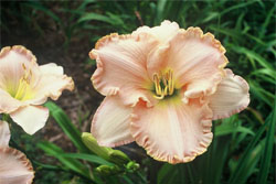 Peach Taffy